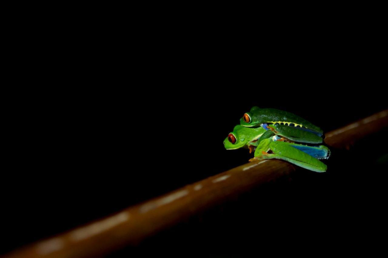 Ara Ambigua Lodge Сарапікі Екстер'єр фото
